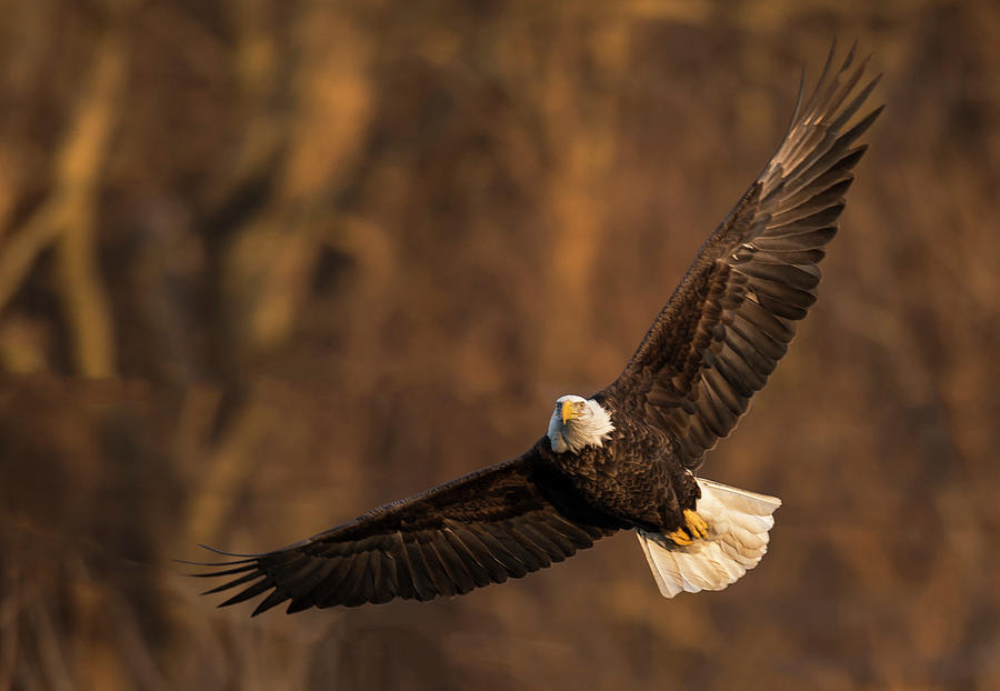 Eagle on the Wing Photograph by Laura Hedien