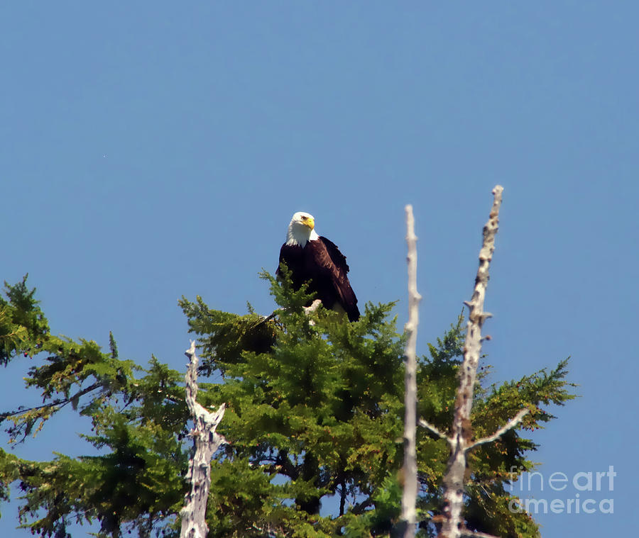 Eagle On Top A Tree Photograph