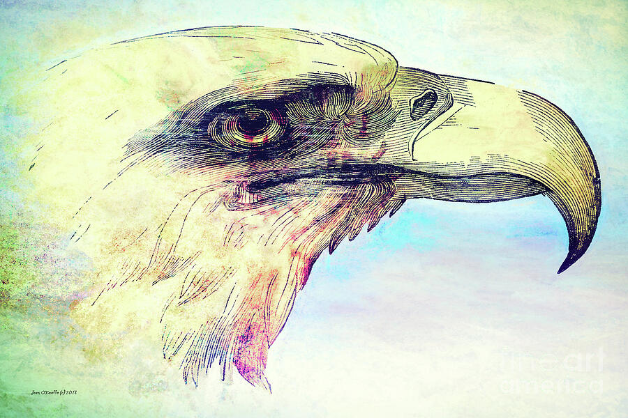 Eagle Digital Art - Eagle One by Jean OKeeffe Macro Abundance Art
