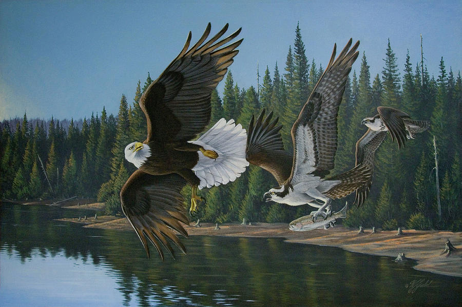 Eagle Osprey Painting by Wilhelm Goebel - Fine Art America