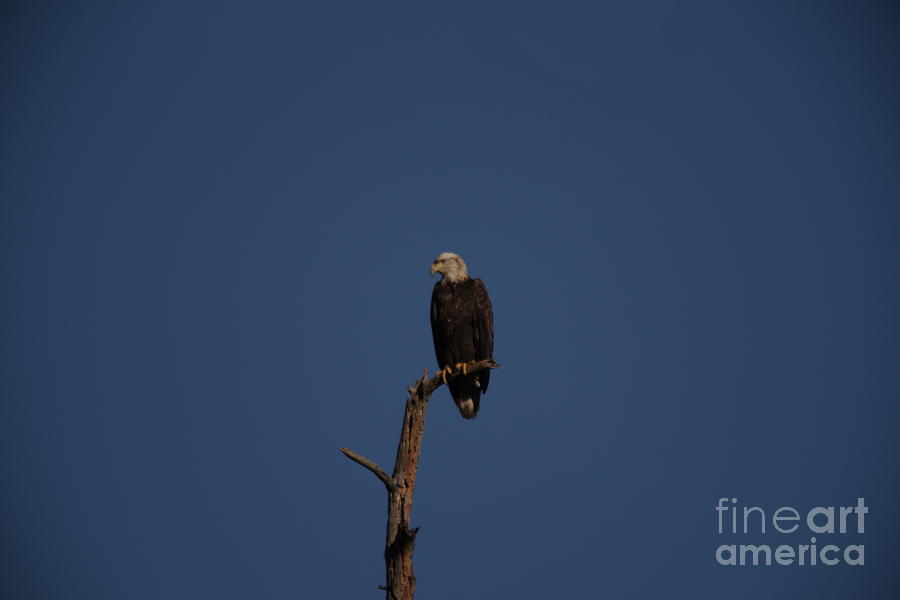 Eagle Overlooking The Land Of The Free Photograph
