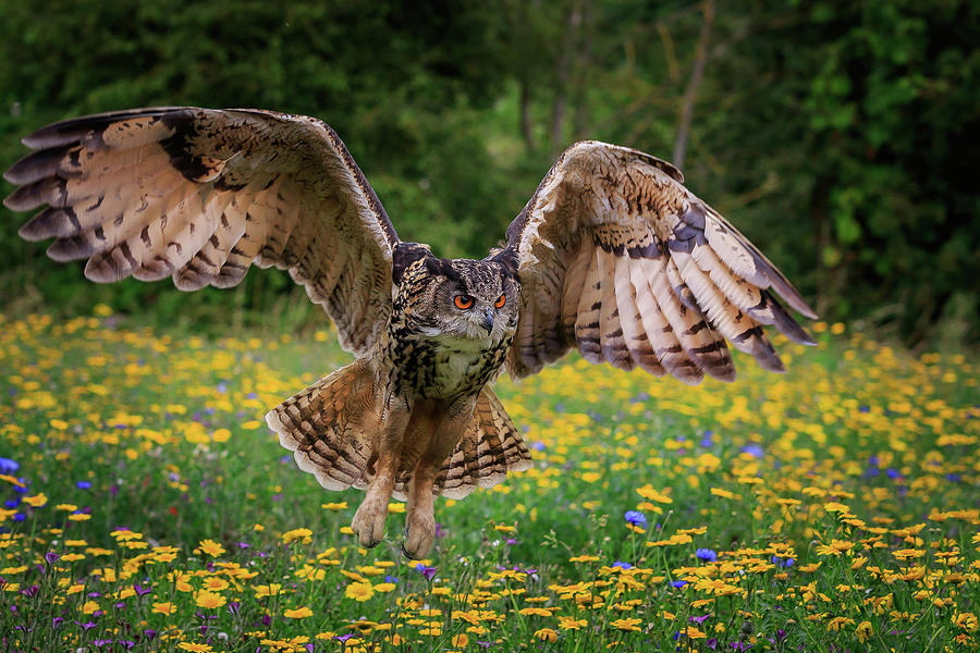 Eagle owl 1 Photograph by Chris Smith
