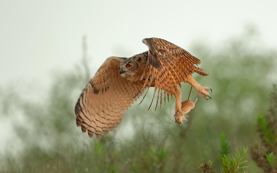 Eagle Owl & Snatch Photograph by Assaf Gavra