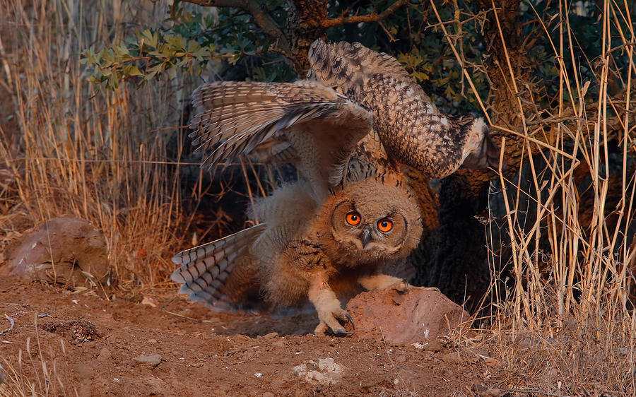 Eagle Owl Photograph by Assaf Gavra