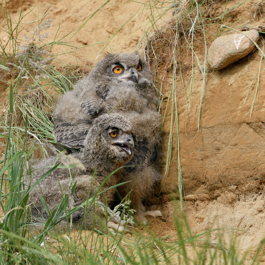 baby eurasian eagle owl