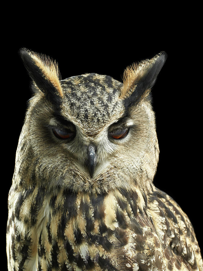 Eagle Owl Close Up With His Eyes Photograph by Michael Blann Eagle Owl Close Up With His Eyes Photograph by Michael Blann