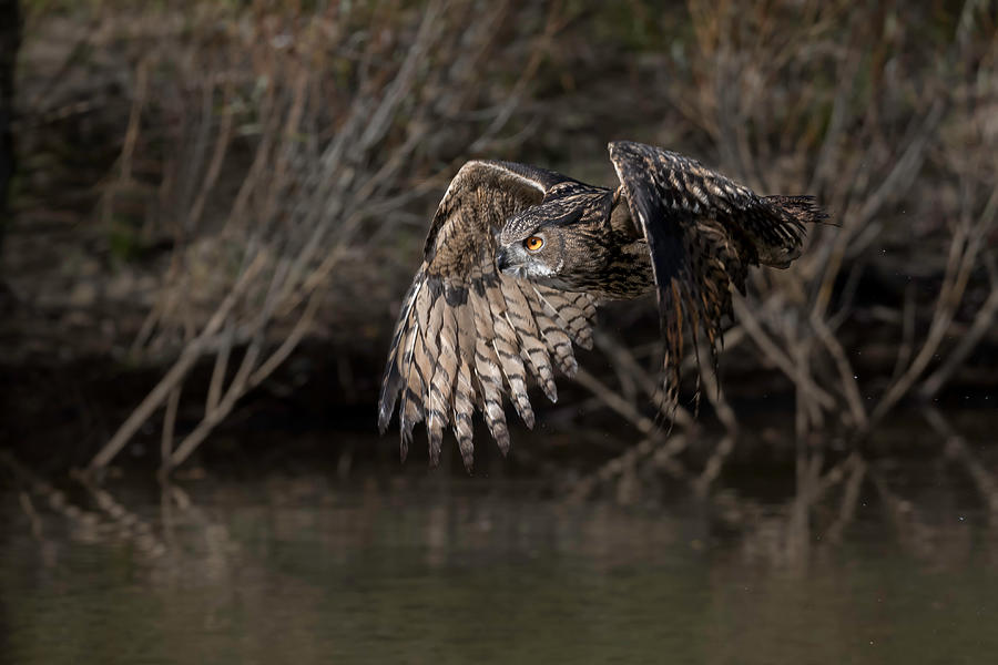 Eagle Owl Photograph by Eddy Helsen