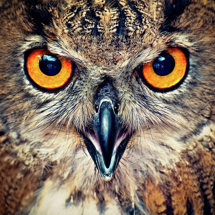 Eagle Owl Eyes Photograph by © Allard Schager Eagle Owl Eyes Photograph by © Allard Schager