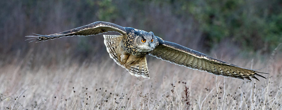 Eagle Owl Gliding Photograph by Mark Hunter