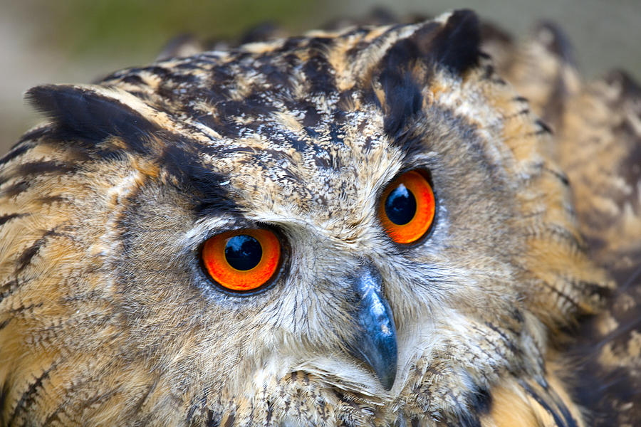 Eagle Owl Photograph by Heike Rompf