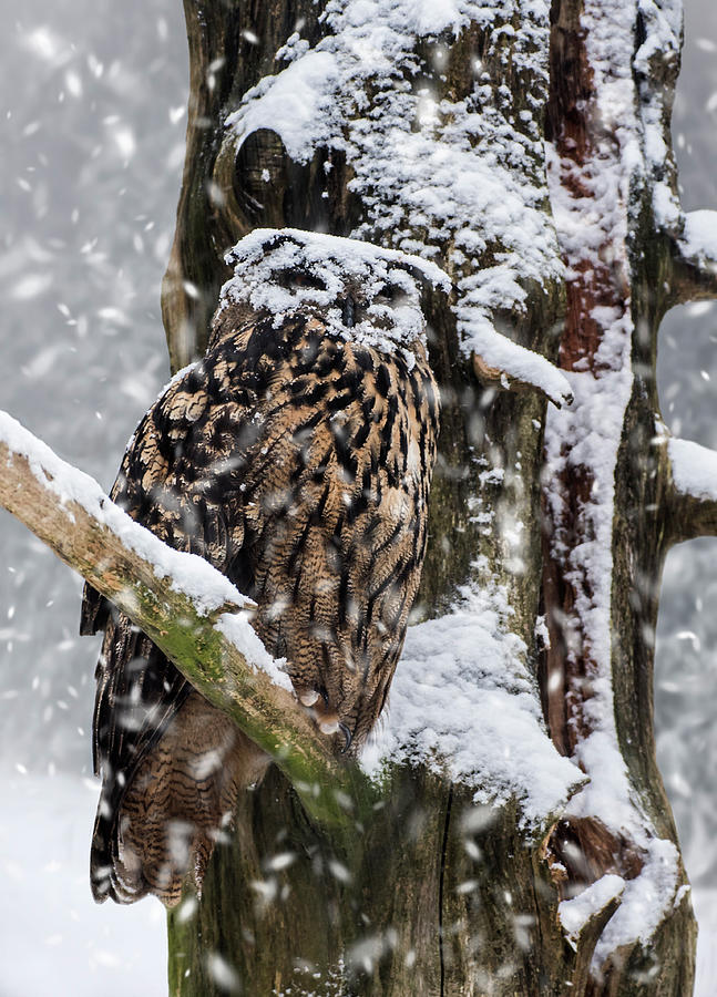 Eagle Owl in Snowstorm Photograph by Arterra Picture Library