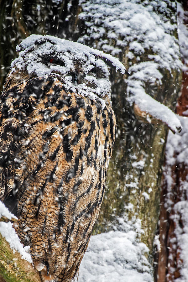 Eagle Owl in the Snow Photograph by Arterra Picture Library