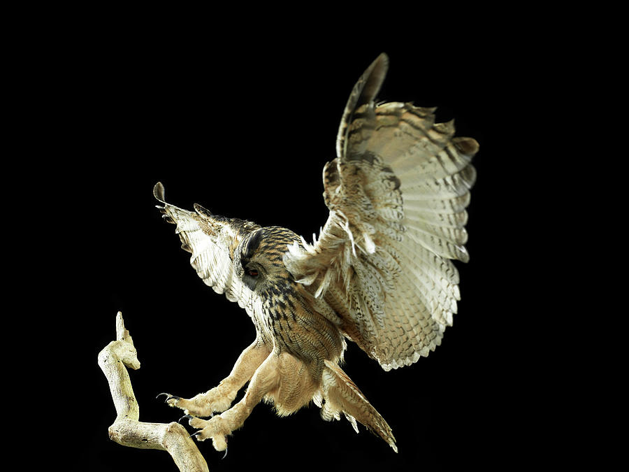 Eagle Owl Landing On A Branch Photograph by Michael Blann Eagle Owl Landing On A Branch Photograph by Michael Blann