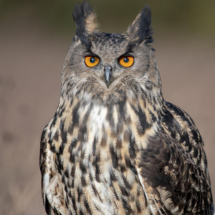 Eagle Owl Portrait Photograph by Mark Hunter