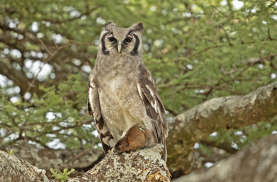 Eagle Owl Photograph by Shlomo Waldmann