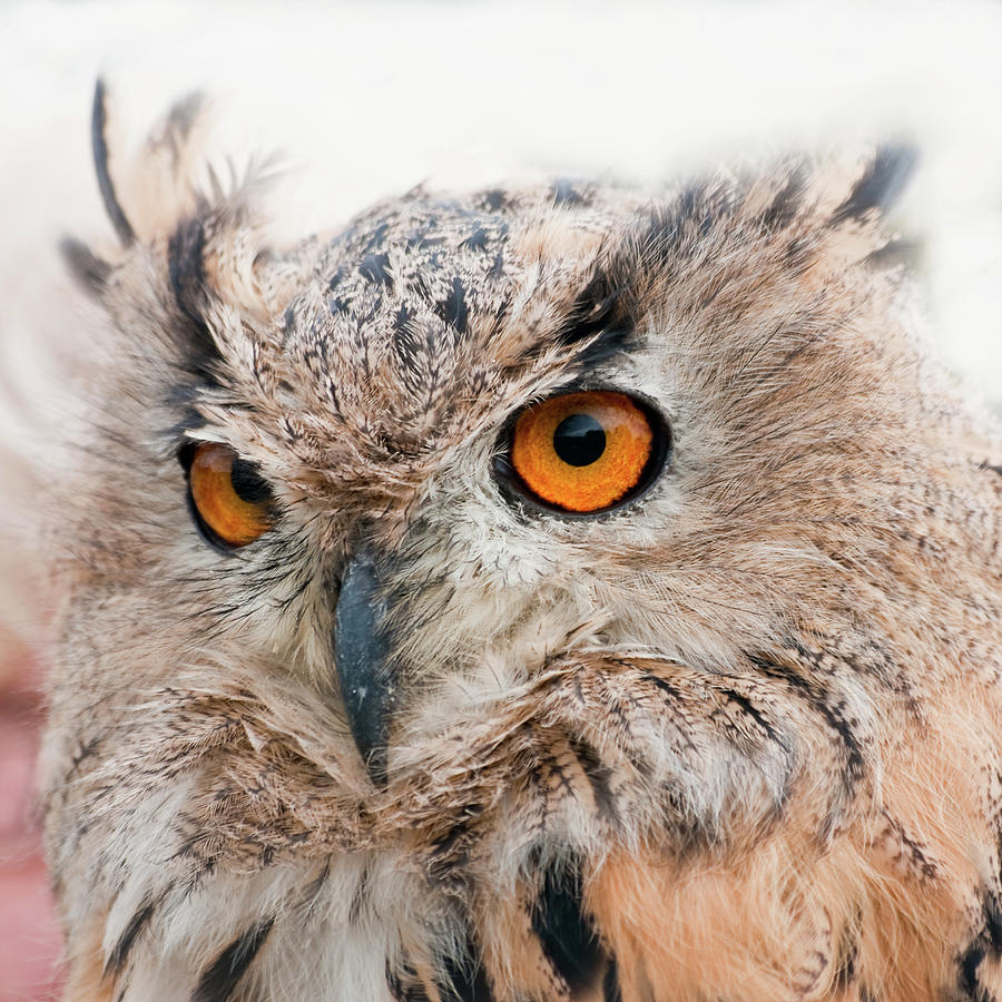 Eagle Owl Photograph by Tony Emmett