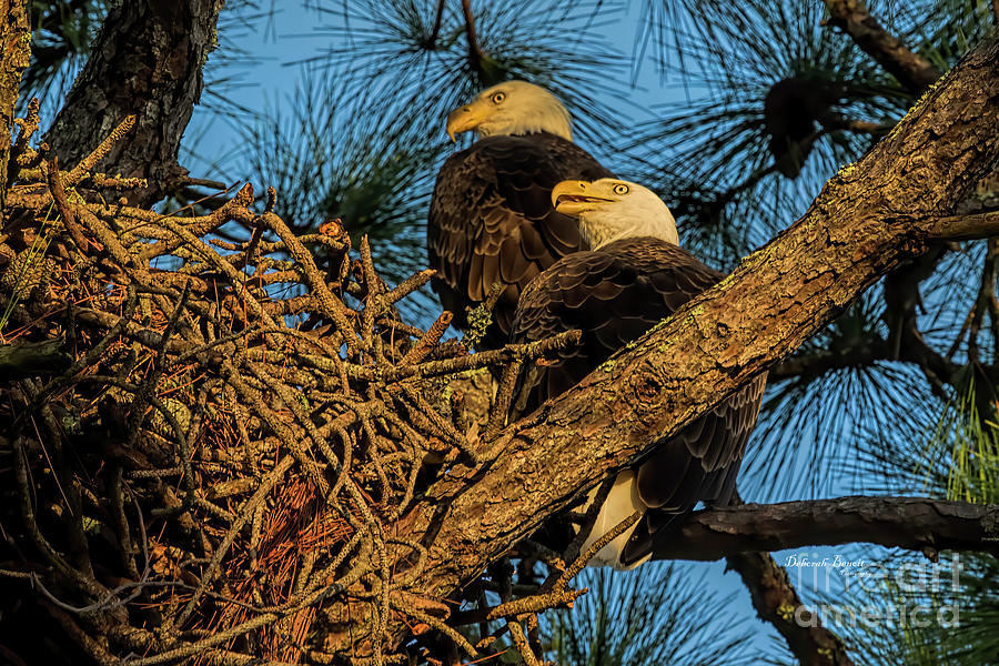 Eagle Pair Photograph by Deborah Benoit