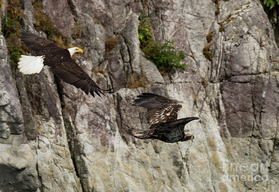 Eagle Pair Photograph by Louise Magno