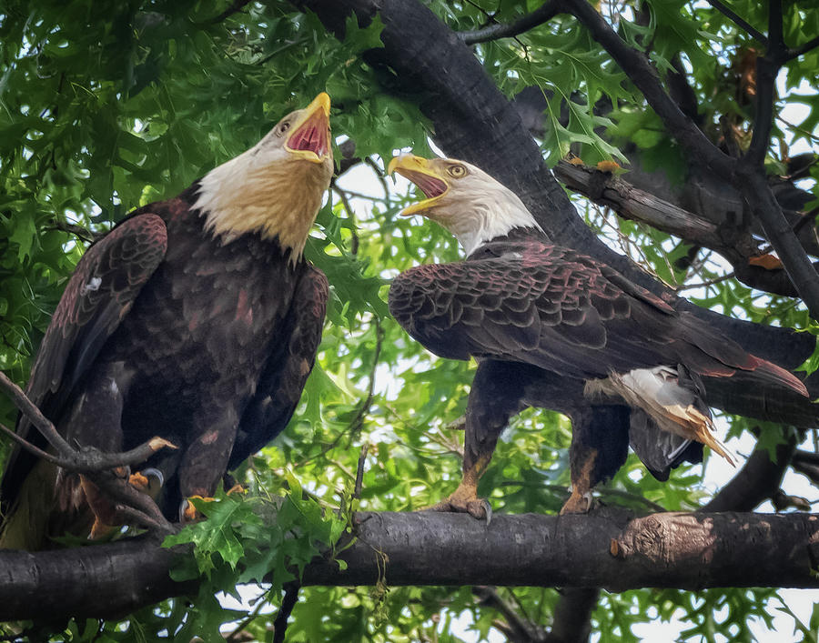Eagle Pair by Richard Kopchock Eagle Pair by Richard Kopchock