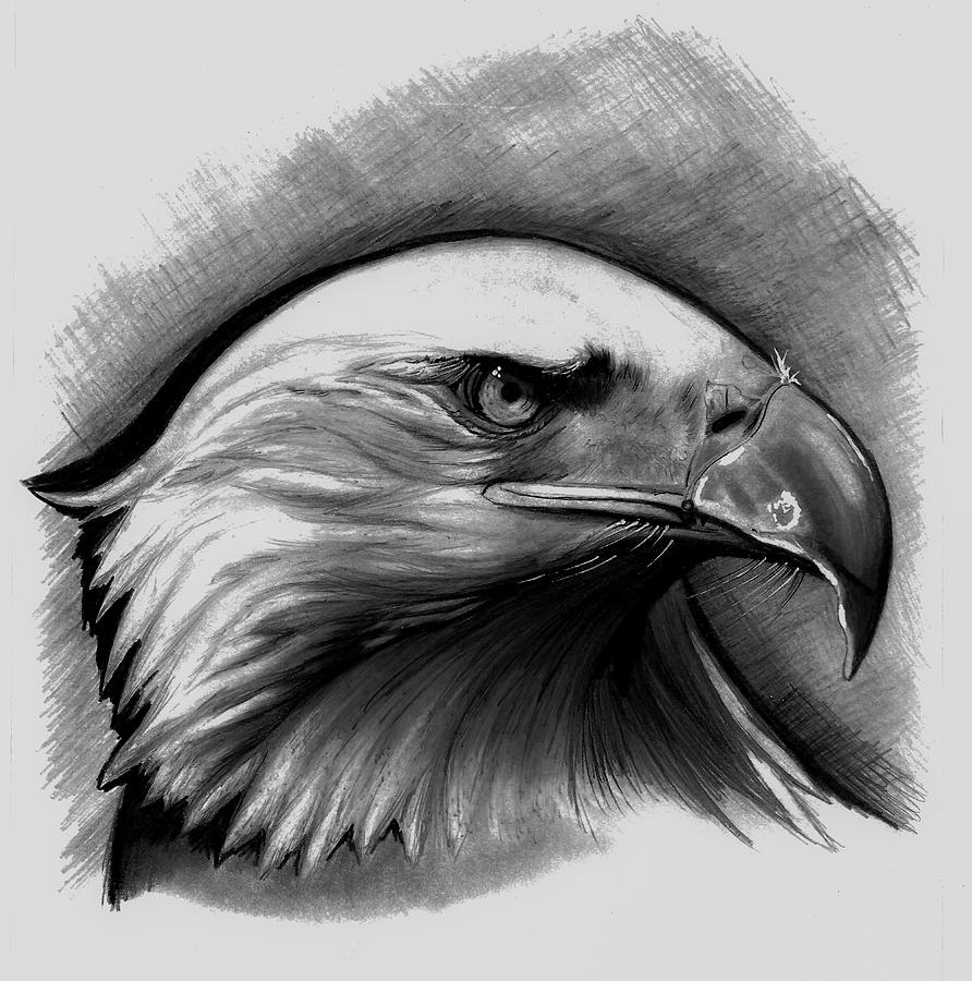 Eagle Drawing Vector Hd Images, Eagle Vector Drawing, Eagles, Vector, Hawk  PNG Image For Free Download