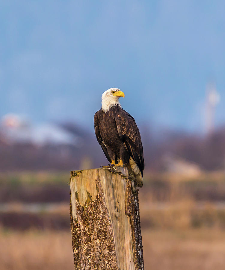 Eagle Photograph - Eagle Perched at Samish Flats by Marv Vandehey