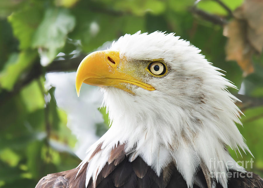 Bald eagle perched in a tree by Eyeshine Photography Bald eagle perched in a tree by Eyeshine Photography