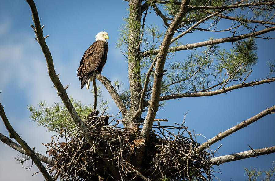 Eagle Portrait Photograph