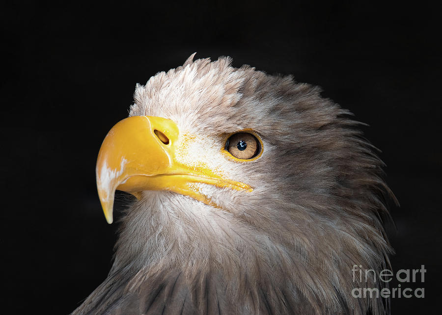 Eagle Portrait by Eyeshine Photography Eagle Portrait by Eyeshine Photography