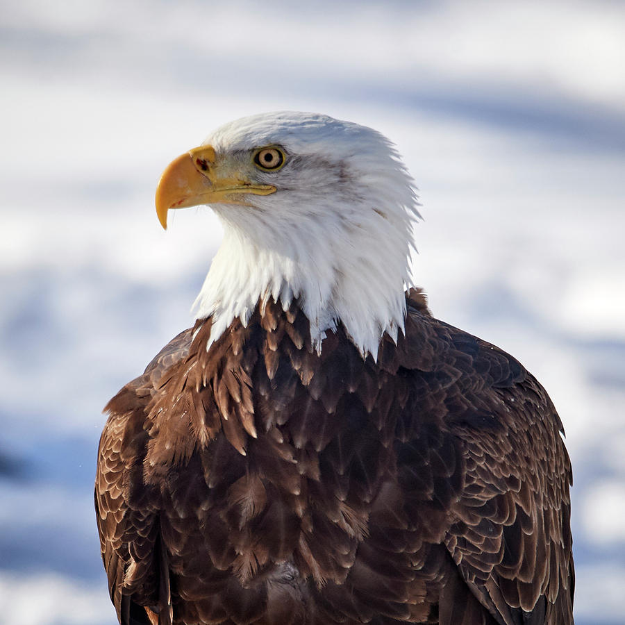Eagle Portrait Photograph by Paul Freidlund
