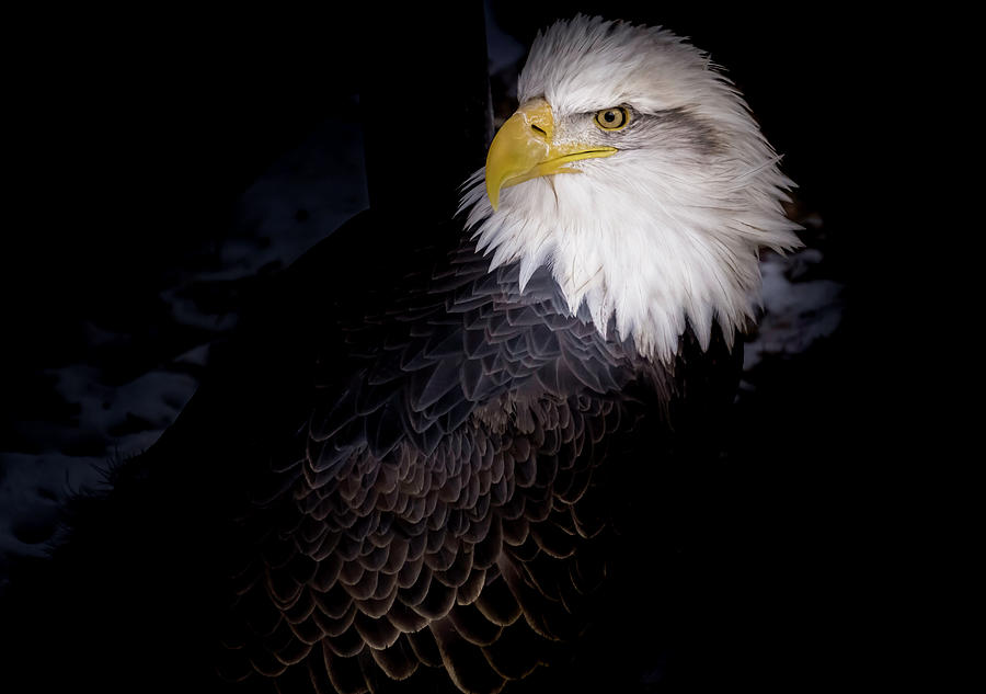 Eagle Portrait by Peter Wagner Eagle Portrait by Peter Wagner