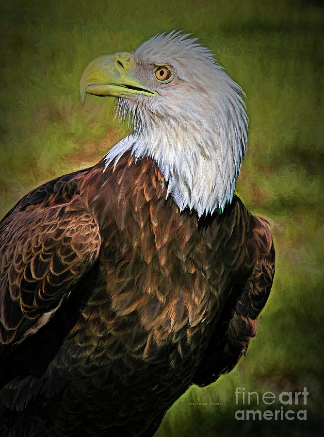 Eagle Pose Photograph by Deborah Benoit
