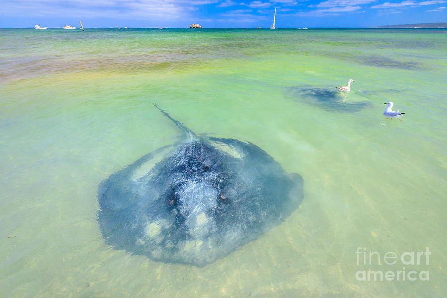 Eagle Ray in Hamelin Bay Photograph by Benny Marty