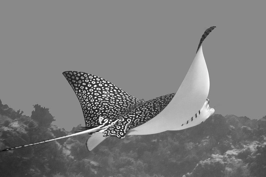 Eagle Ray by Paula Porterfield-Izzo Eagle Ray by Paula Porterfield-Izzo