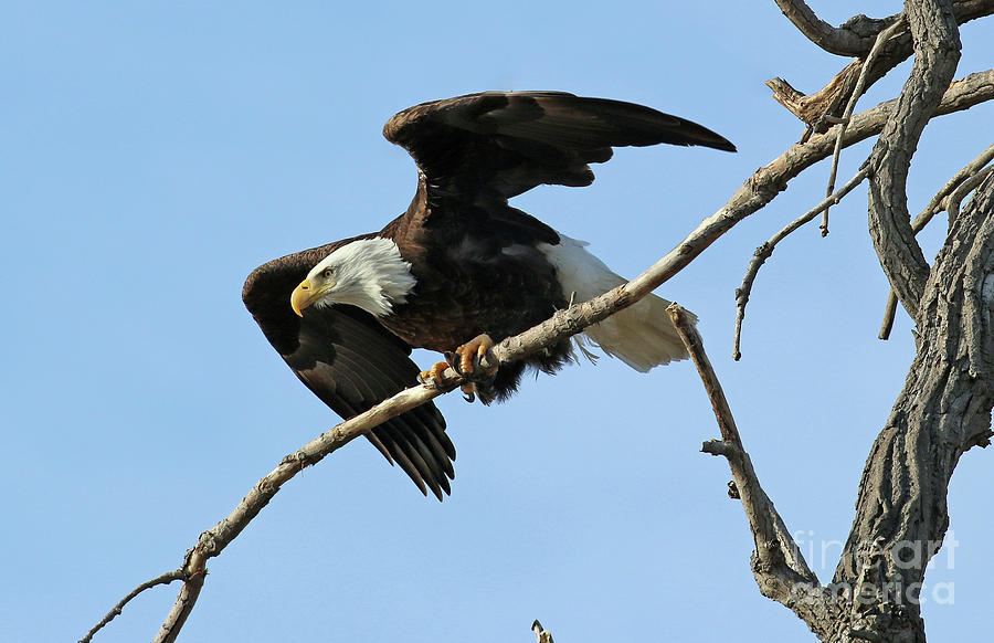 Eagle Ready for Take Off 7391 Photograph by Jack Schultz