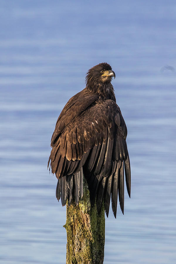 Eagle relaxing  Photograph by Michelle Pennell