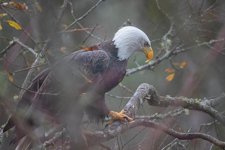 Eagle Photograph - Eagle Scout by Randy Hall