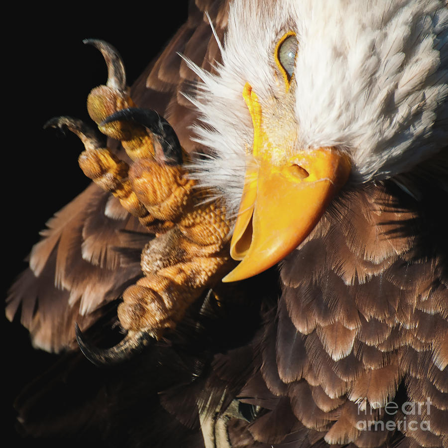 Eagle Scratch by Eyeshine Photography Eagle Scratch by Eyeshine Photography