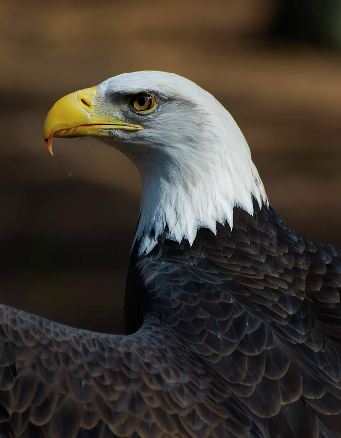 Eagle side view by Chris Flees Eagle side view by Chris Flees