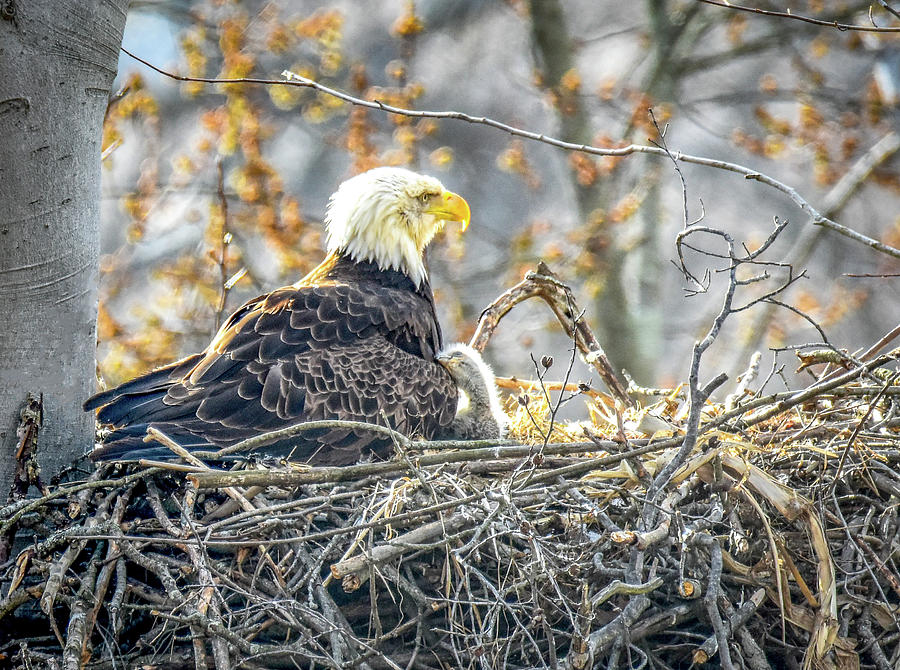Eagle Snuggles Photograph by Michelle Wittensoldner