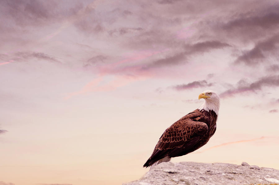 Eagle Standing In Rock During Sunset In Wyoming Photograph