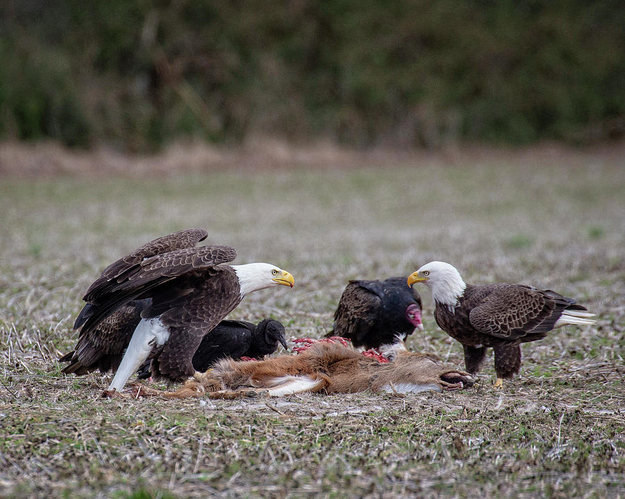 Eagle Standoff Photograph by Alan Raasch