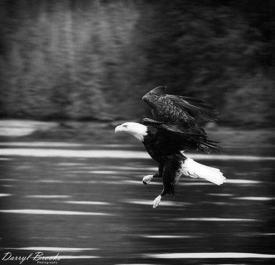 Eagle Swooping Above River Photograph by Darryl Brooks