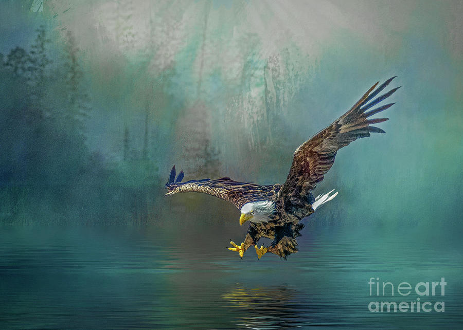 Eagle Swooping For Fish Photograph
