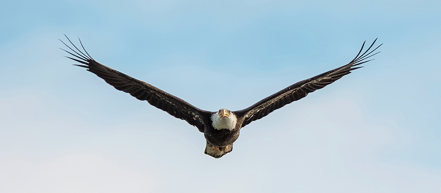 Eagle Symmetry Photograph by Loree Johnson