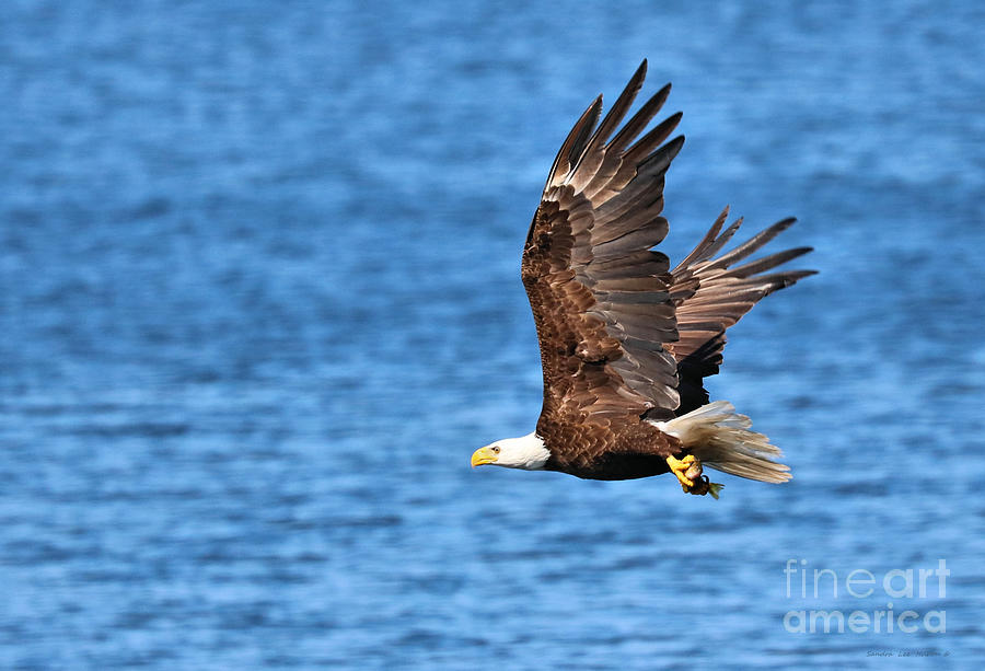 Eagle Take Out by Sandra Huston Eagle Take Out by Sandra Huston