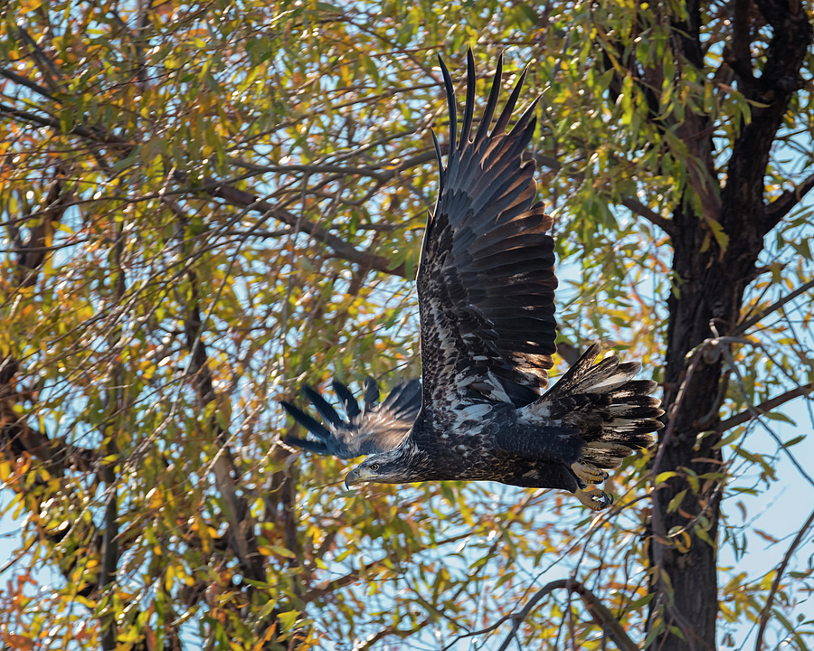Eagle Taking Flight Photograph by Loree Johnson
