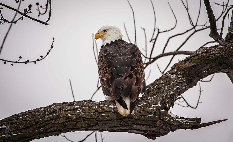 Eagle Watch Photograph by Ray Congrove