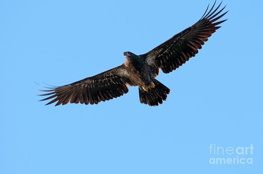 Eagle Photograph - Eagle Wings by Sharon Talson