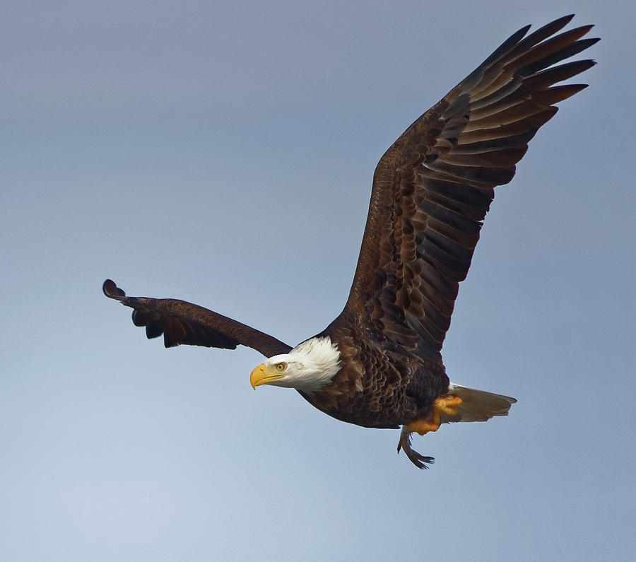 Eagle with catch Photograph by Peter Ponzio