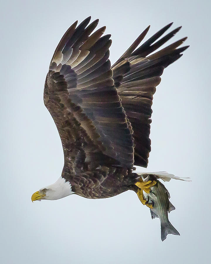 Eagle with Fish Photograph by David Wagenblatt